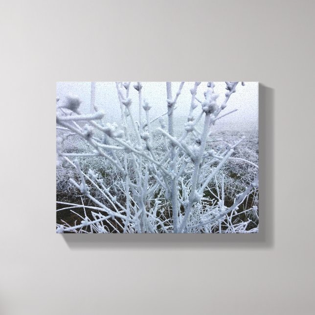 Toile Plantes givrées Paysage d'hiver (Recto)