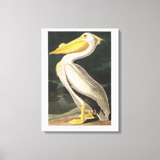 Toile Plaque Audubon 311 American White Pelican (Recto)