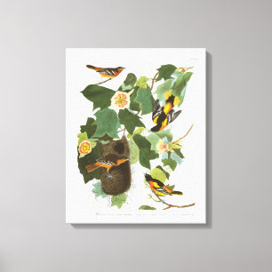 Toile Plat 12 Baltimore Oriole d'Audubon