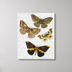 Toile Plat 4 de mite