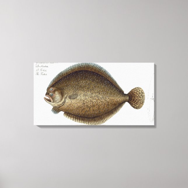 Toile Plate de turbot (Pleuronectes Maximus) XLIX de 'Ic (Recto)