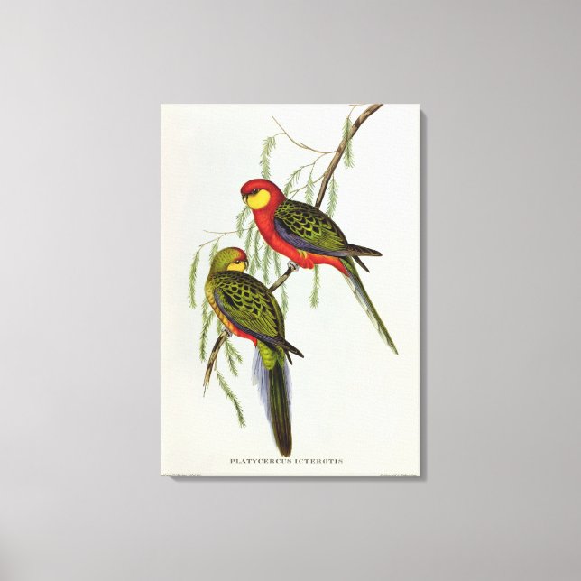 Toile Platycercus Icterotis (Recto)