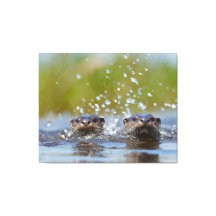 Playful Otters Popping Up Water Splash