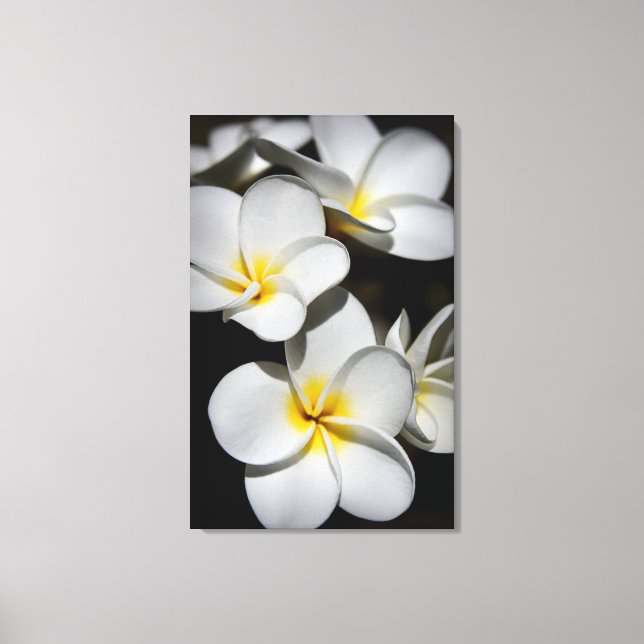 Toile Plumeria (Recto)