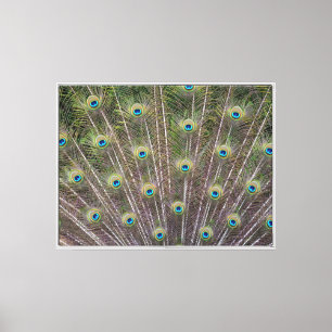 Toile Plumes de paon de Kauai (photographie par moi)