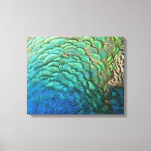 Toile Plumes de paon I Design de nature abstrait coloré