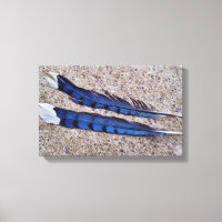 Plumes d'oiseau Blue Jay