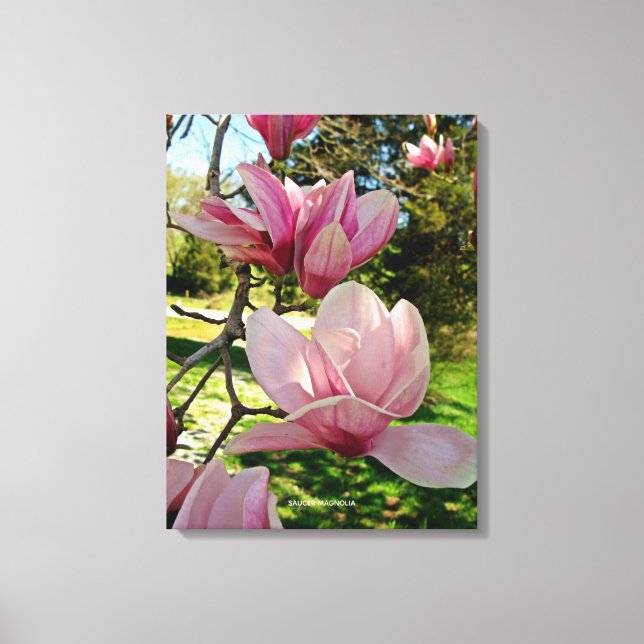 Toile Plutôt rose Magnolia Floral Stretted Canvas Print (Recto)