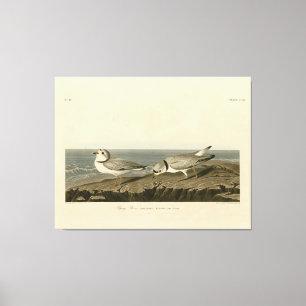 Toile Pluvier siffleur des oiseaux d'Amérique d'Audubon