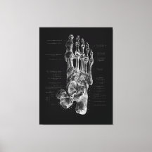 Podiatriste de l'anatomie du pied Poster Médicale