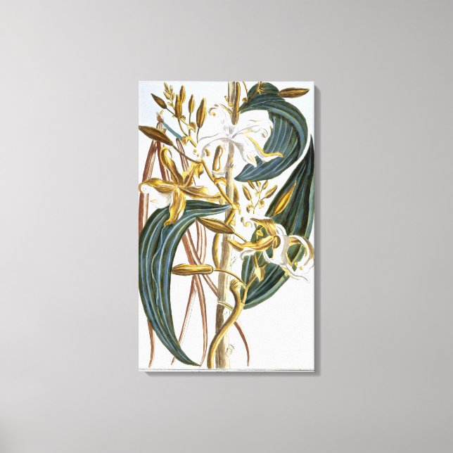 Toile Pods de vanille, assiette 65, de 'Collection Preci (Recto)