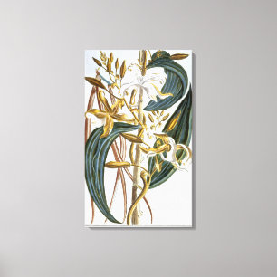 Toile Pods de vanille, assiette 65, de 'Collection Preci