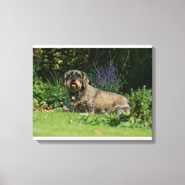 Toile Poil à fil standard Dachshund assis (Recto)