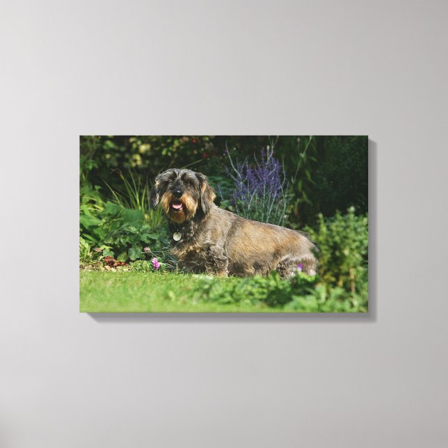 Toile Poil à fil standard Dachshund assis (Recto)