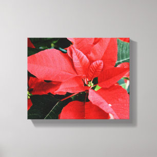 Toile Poinsetty rouge vif