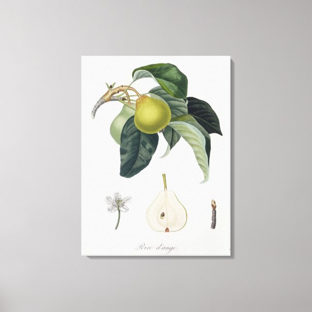 Toile Poire d'ange, gravée par Bocourt, publiée en 1755 (Recto)