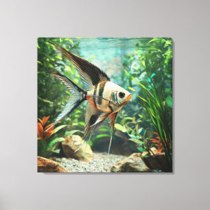 Toile Poisson ange nageant dans un aquarium d'eau douce