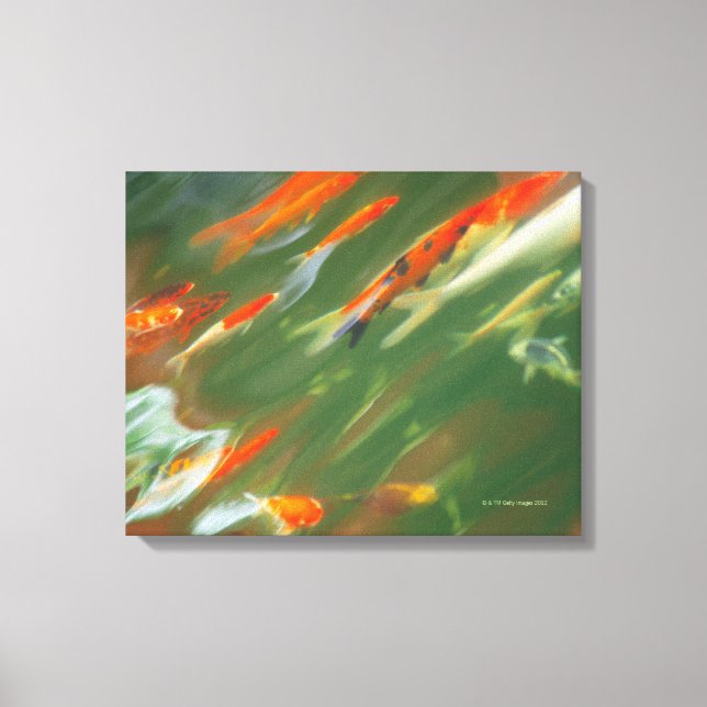 Toile Poisson carpe Koi nageant dans un étang (Recto)