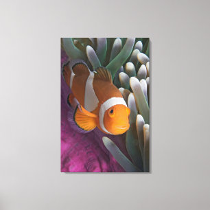 Toile Poisson clown occidental
