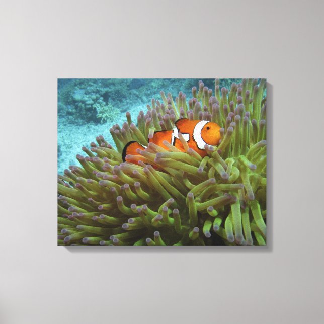 Toile Poisson-clown occidental ( Amphiprion ocellaris ) (Recto)