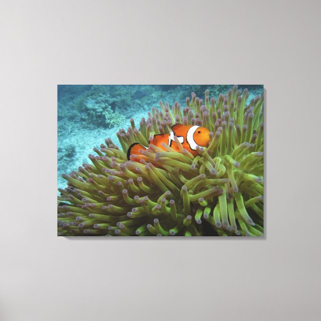 Toile Poisson-clown occidental ( Amphiprion ocellaris ) (Recto)
