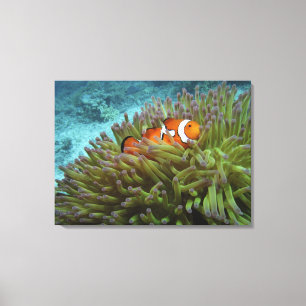 Toile Poisson-clown occidental ( Amphiprion ocellaris )