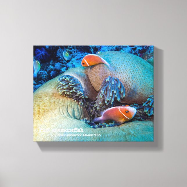 Toile Poisson-clown rose et anémone de mer (Recto)