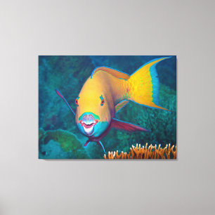 Toile Poisson-perroquet - Maquillage frappant! Photo col