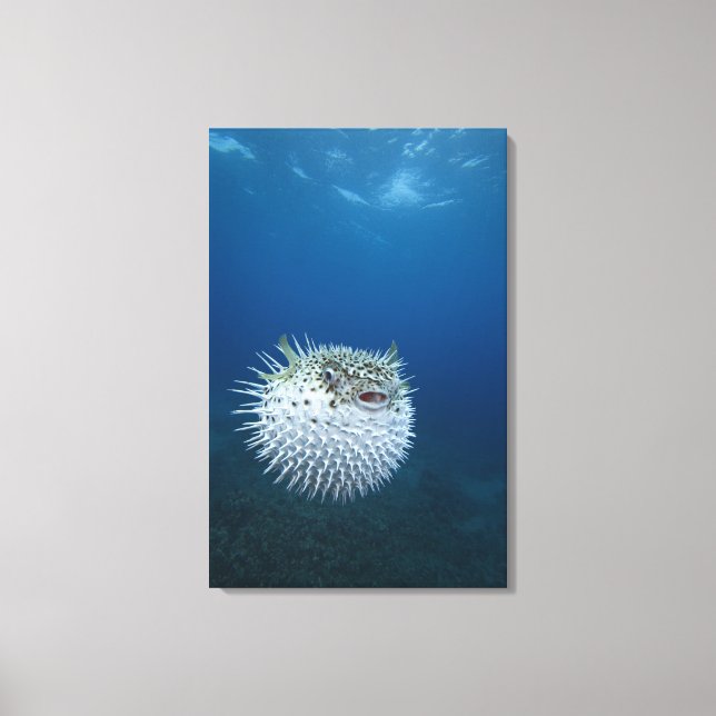 Toile Poisson Porcupine tacheté (Recto)