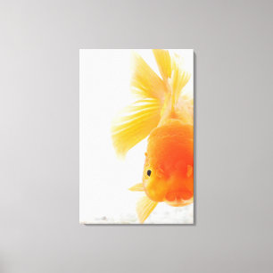 Toile Poisson rouge orange de lionhead (auratus de