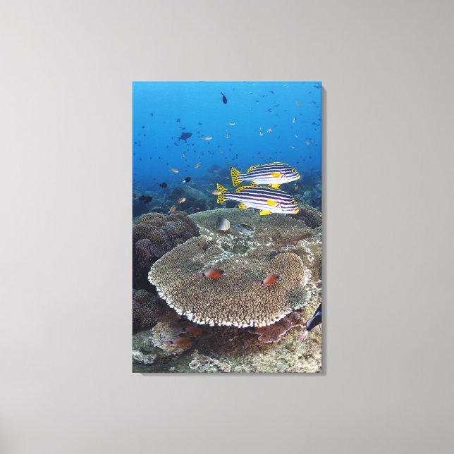 Toile Poisson Sweetlip (Recto)