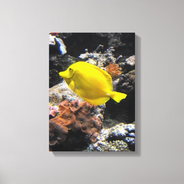 Toile Poisson-tang jaune (Recto)