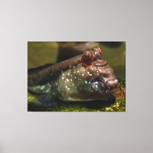 Toile Poissons amphibies Oxudercinae de Mudskipper