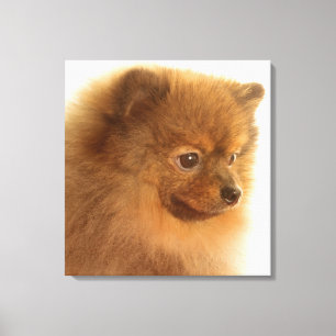 Toile Pomeranian