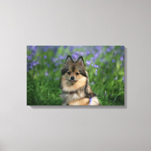Toile Pomeranian dans l'herbe