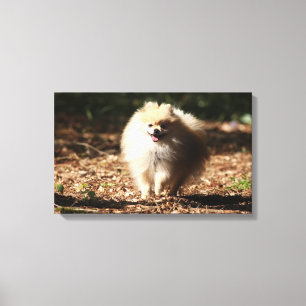 Toile Pomeranian trottant dans le feuille tombé
