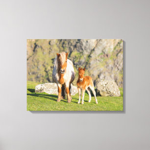 Toile Poney Shetland dans un pâturage près de hautes fal