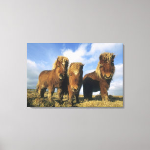 Toile Poney Shetland, Shetland continentale,