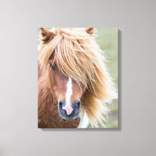 Toile Poney Shetland sur l'île d'Unst (Recto)