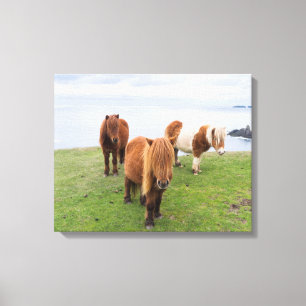 Toile Poney Shetland sur un pâturage près de hautes fala