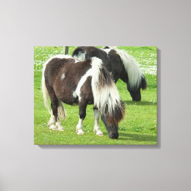 Toile Poneys de peinture Shetland pur-sang (Recto)