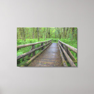Toile pont en bois du sentier Maple Glade, fougères et