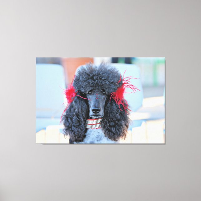 Toile Poodle Day 2016 - Phoebe - Standard Poodle (Recto)