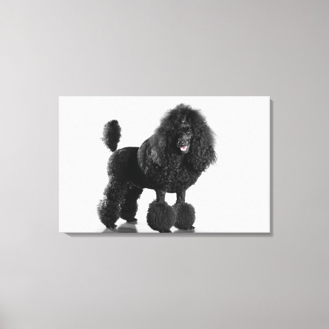 Toile Poodle noir découpé (Recto)