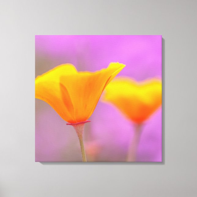 Toile Poppies (Recto)