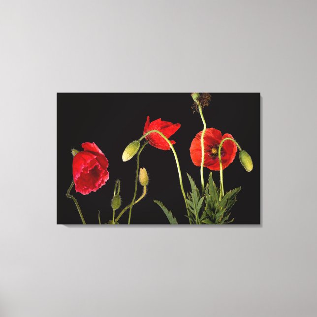Toile Poppies Rouges Vibrantes Sur Noir (Recto)