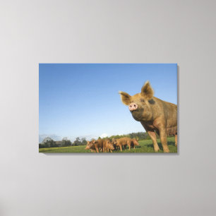Toile Porc dans un domaine