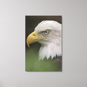 Toile Portrait d'aigle royal adulte, Haliaeetus