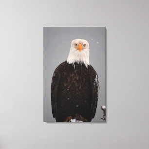Toile Portrait d'aigle royal dans la neige, Haliaeetus