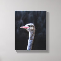 portrait d'autruche